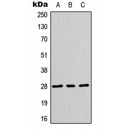 HES6 Rabbit Polyclonal Antibody
