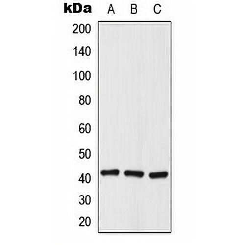 Histone Deacetylase 8 (Phospho-S39) Rabbit Polyclonal Antibody
