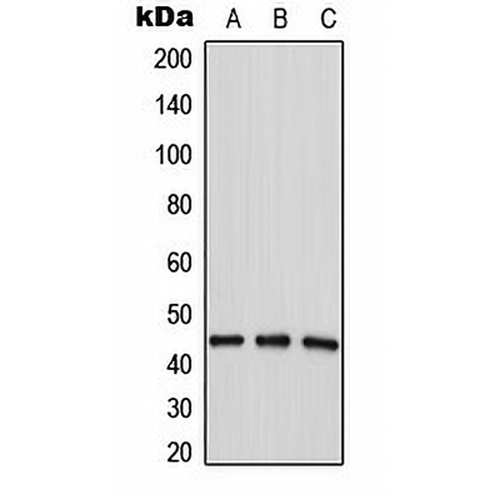 LPAAT delta Rabbit Polyclonal Antibody
