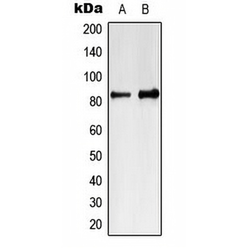 MARK4 Rabbit Polyclonal Antibody