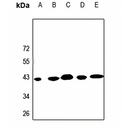KCNK15 Rabbit Polyclonal Antibody