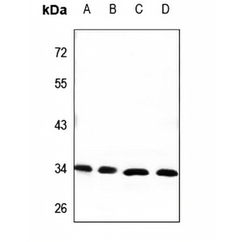 CEACAM21 Rabbit Polyclonal Antibody