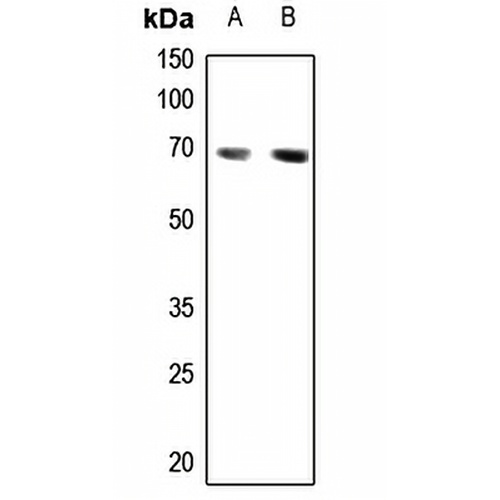 CABLES1 Rabbit Polyclonal Antibody