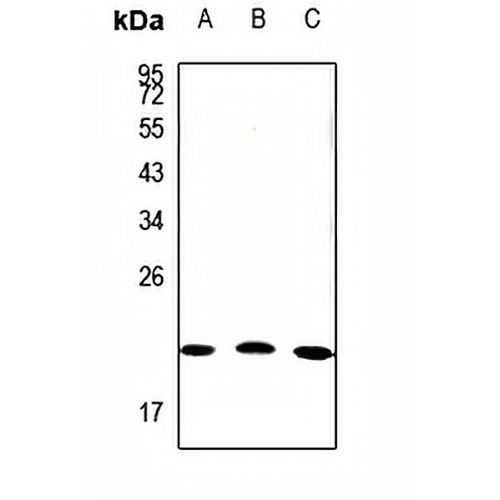 Claudin 19 Rabbit Polyclonal Antibody