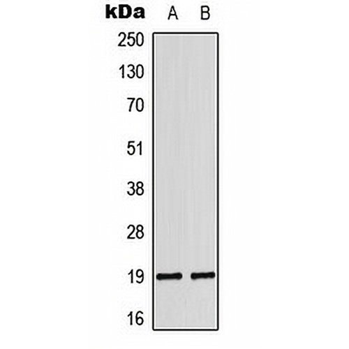 LATH Rabbit Polyclonal Antibody
