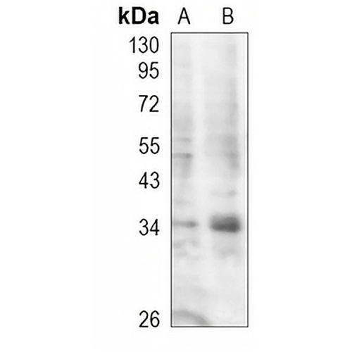 STING Rabbit Polyclonal Antibody