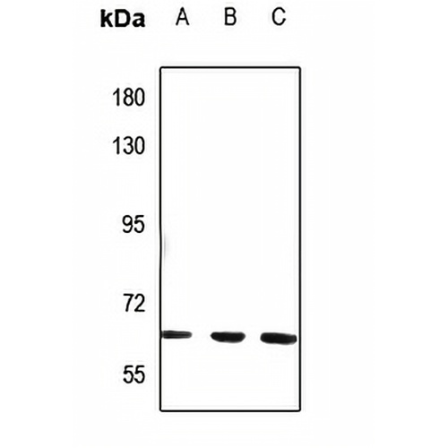 NT5C1B Rabbit Polyclonal Antibody