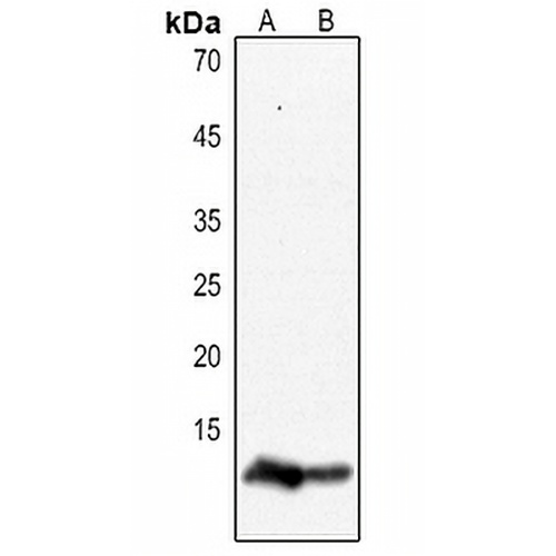 Histone H4 Rabbit Polyclonal Antibody