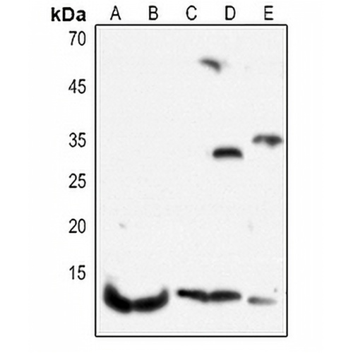 Histone H4 Rabbit Polyclonal Antibody
