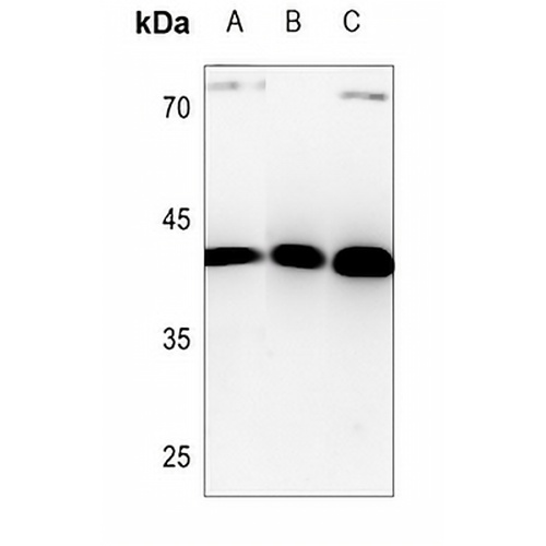 HuB Rabbit Polyclonal Antibody