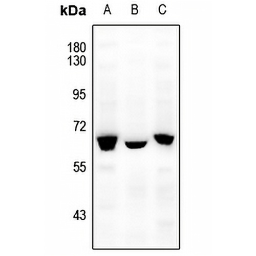 NFIA Rabbit Polyclonal Antibody