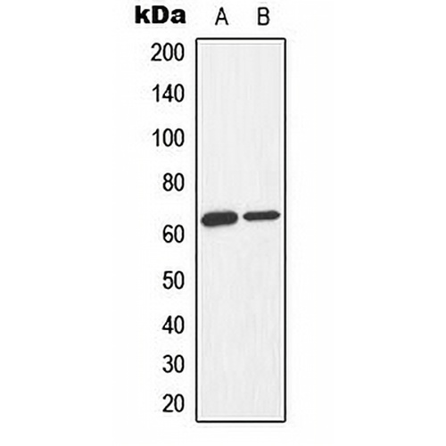 AMPK alpha 1/2 (Phospho-T183/172) Rabbit Polyclonal Antibody