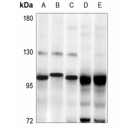 SP3/4 Rabbit Polyclonal Antibody