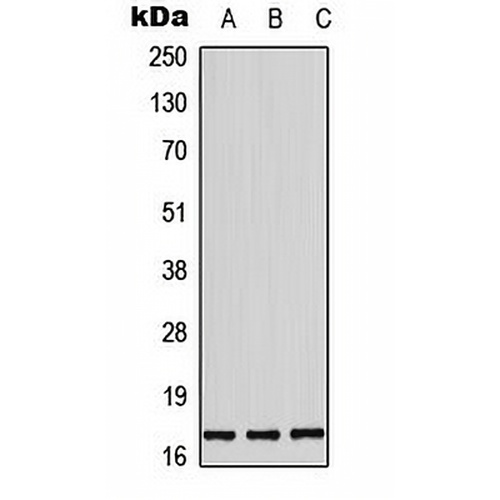 Histone H3 (Phospho-T11) Rabbit Polyclonal Antibody