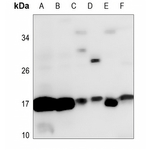 Histone H3 Rabbit Polyclonal Antibody