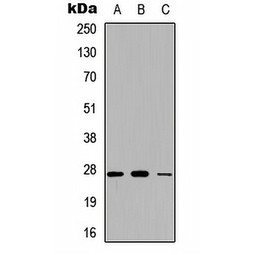 Adipsin Rabbit Polyclonal Antibody