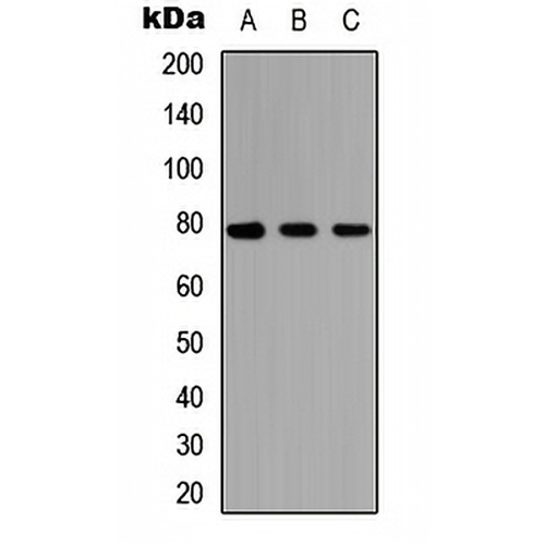AF3P21 Rabbit Polyclonal Antibody