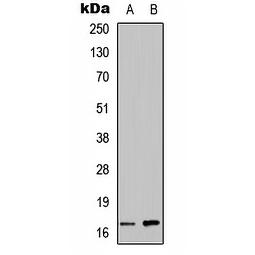 ANG Rabbit Polyclonal Antibody