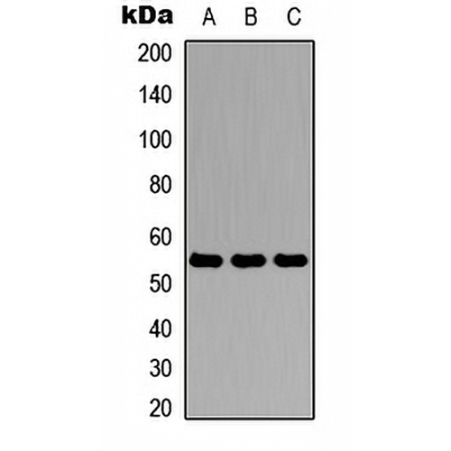 Antithrombin III Rabbit Polyclonal Antibody