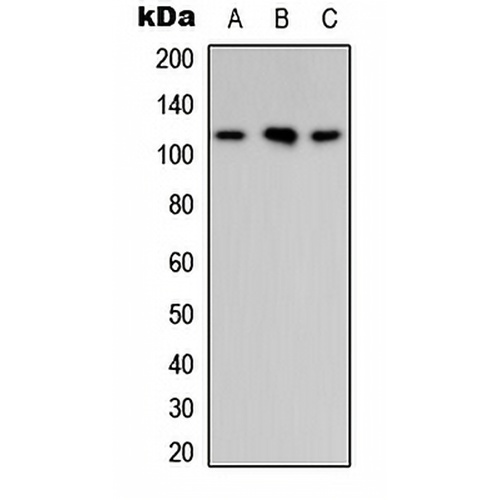 ARHGAP30 Rabbit Polyclonal Antibody