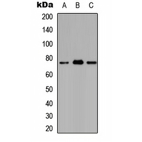 Ataxin 7L2 Rabbit Polyclonal Antibody