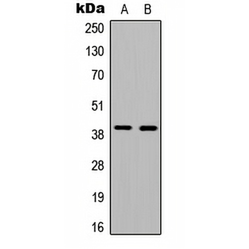 Ataxin 7L3 Rabbit Polyclonal Antibody