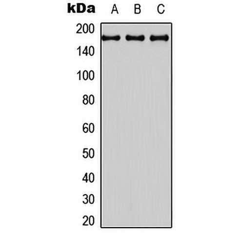 BAI3 Rabbit Polyclonal Antibody