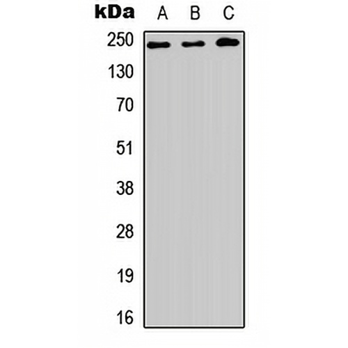 BAP28 Rabbit Polyclonal Antibody