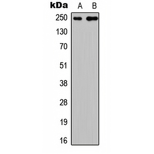 CABIN1 Rabbit Polyclonal Antibody