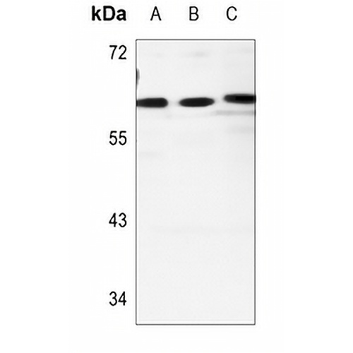 Cadherin 23 Rabbit Polyclonal Antibody