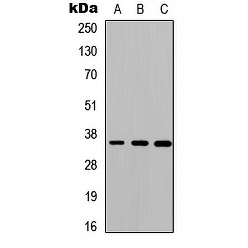 Cathepsin O Rabbit Polyclonal Antibody
