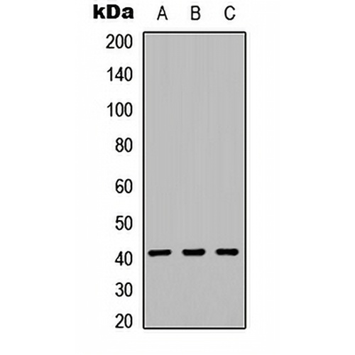 CD158f1 Rabbit Polyclonal Antibody
