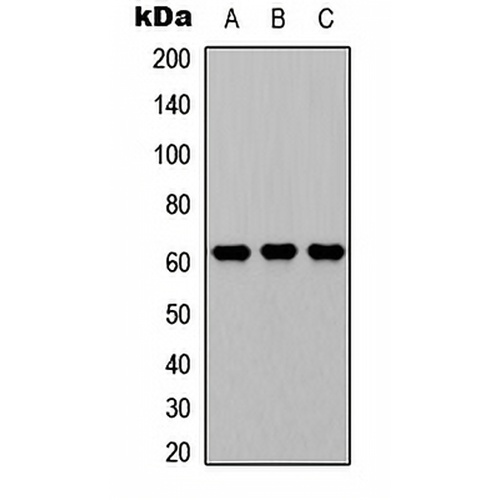 CD224 LC Rabbit Polyclonal Antibody