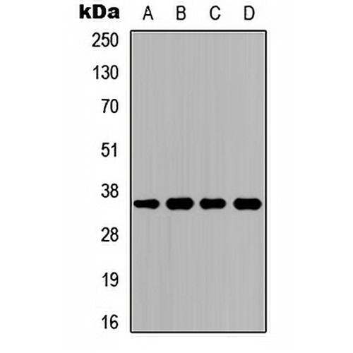 CD234 Rabbit Polyclonal Antibody