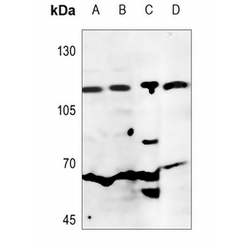 CD26 Rabbit Polyclonal Antibody