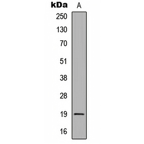 CD268 Rabbit Polyclonal Antibody