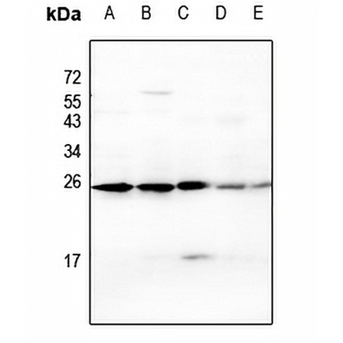 CD269 Rabbit Polyclonal Antibody