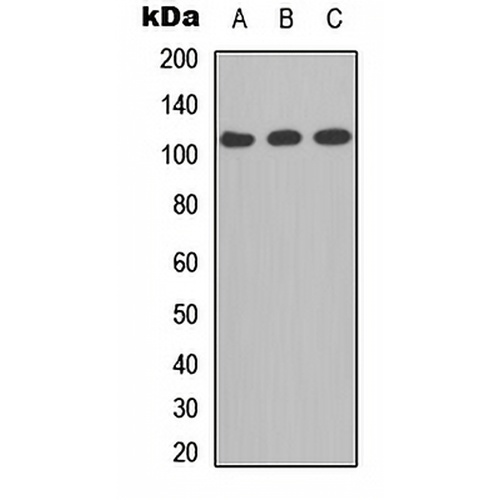 CD41 LC 1 Rabbit Polyclonal Antibody