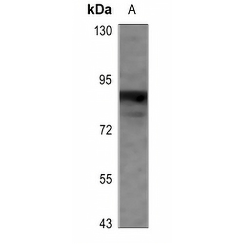 CD66c Rabbit Polyclonal Antibody