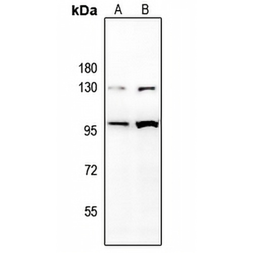 CD85j Rabbit Polyclonal Antibody