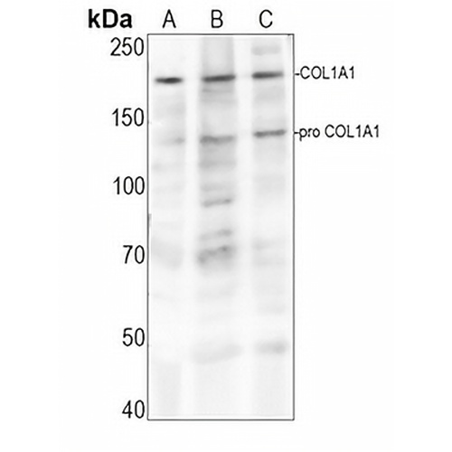 Collagen 1 alpha 1 Rabbit Polyclonal Antibody