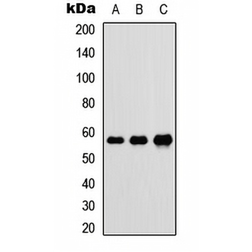 DnaJC3 Rabbit Polyclonal Antibody