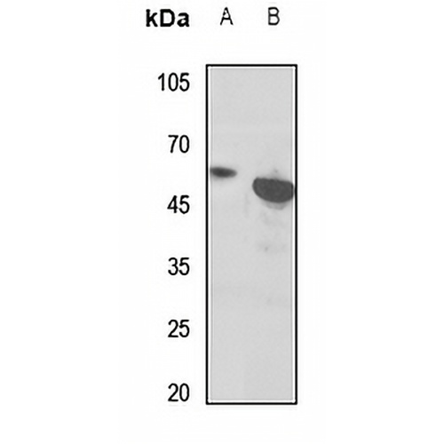 EB2 Rabbit Polyclonal Antibody