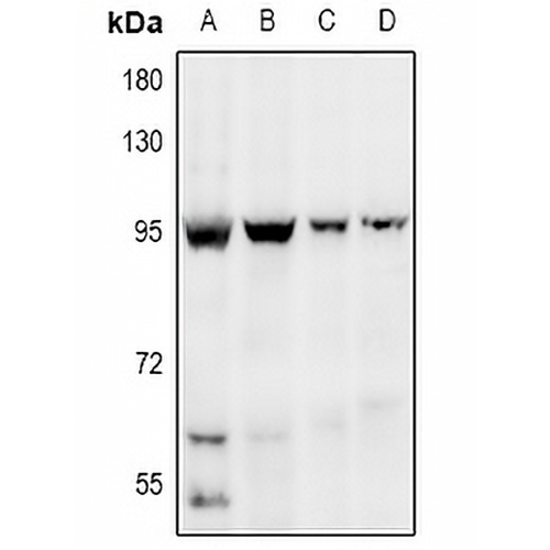 EDEM1 Rabbit Polyclonal Antibody