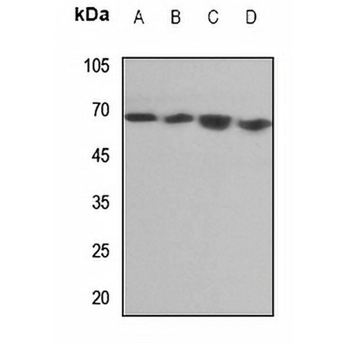 Endoglycan Rabbit Polyclonal Antibody