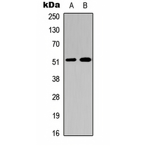 Factor IX HC Rabbit Polyclonal Antibody