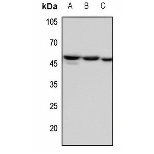 Factor IX LC Rabbit Polyclonal Antibody