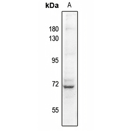 Factor XI LC Rabbit Polyclonal Antibody
