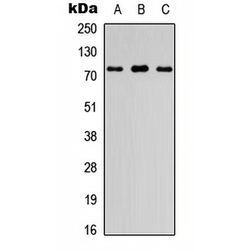 FIGNL1 Rabbit Polyclonal Antibody