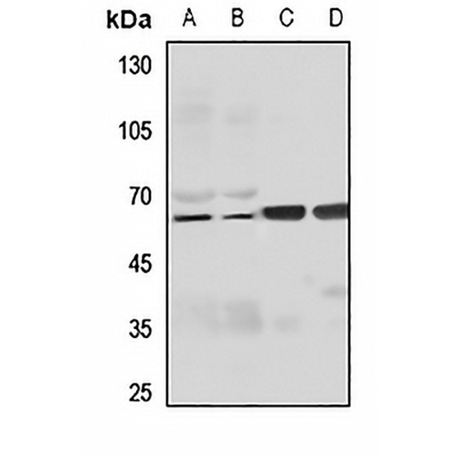 FILTRIN Rabbit Polyclonal Antibody